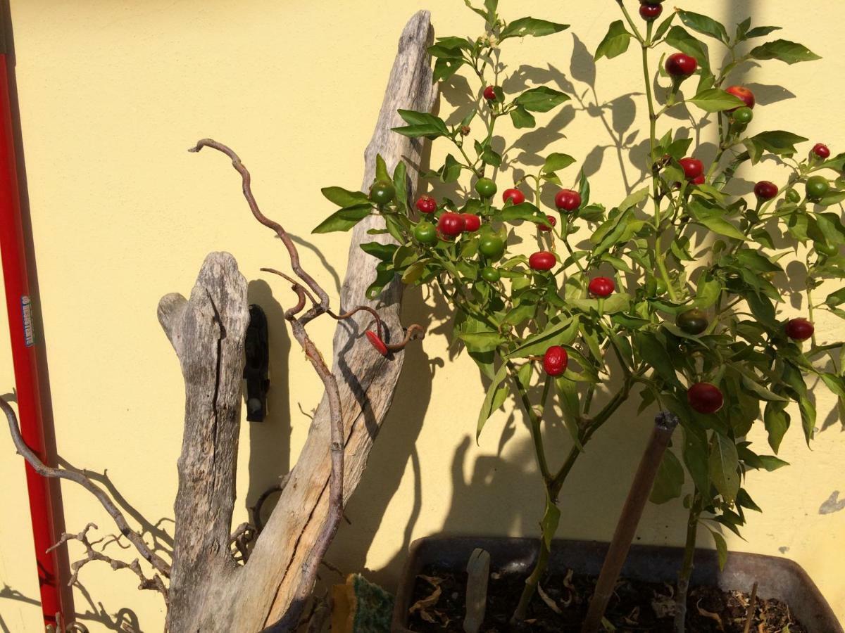Il Giardino B&B Кастельветро-ди-Модена Экстерьер фото